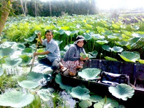 Hiệu quả của mô hình trồng sen trên vùng đất trũng Kiên Giang