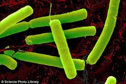 Dùng vi khuẩn trong đất phân phát thuốc 
trị ung thư