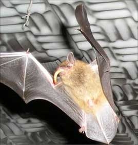 Dơi nghe trộm để học cách săn mồi