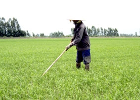 Mở hướng sản xuất hiệu quả và bền vững