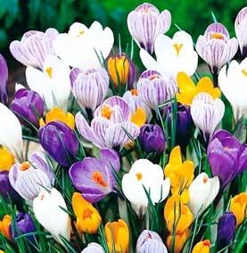 Thuốc trị ung thư từ hoa nghệ tây