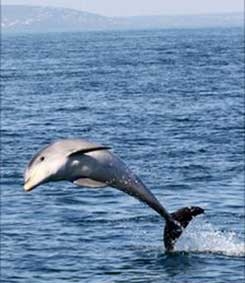 Phát hiện loài cá heo thứ 3 trên thế giới