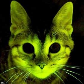 Mèo phát sáng giúp nghiên cứu điều trị AIDS