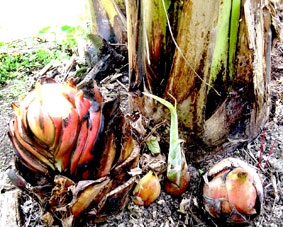 Những cây chuối lạ