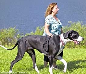 Con chó “khổng lồ”