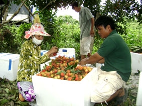 Chôm chôm rớt giá