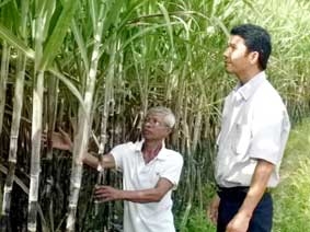 Triển vọng của cây mía đường trên đất cát gò cao