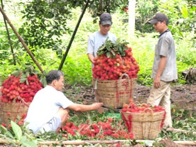Mùa chôm chôm nhiều vị "đắng"