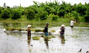 Gặt lúa chạy lũ