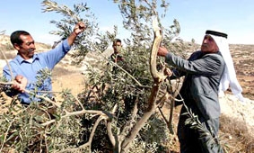 Sự chiếm đóng của Israel gây tổn thất nghiêm trọng kinh tế Palestine