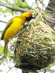 Loài chim học cách xây tổ