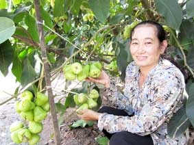 Trồng mận Tam Hoa <br>
<i>thu nhập khá</i>