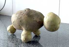 Khoai tây hình rùa