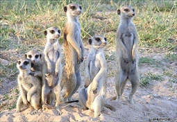 Chồn  meerkat nhận ra họ hàng nhờ tiếng kêu