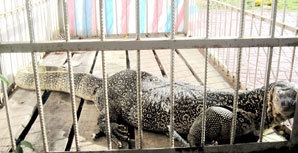 CÀ MAU: Con kỳ đà dài 2m, nặng 43 ký