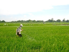 Khuyến cáo các giải pháp sản xuất vụ lúa đông xuân đạt hiệu quả