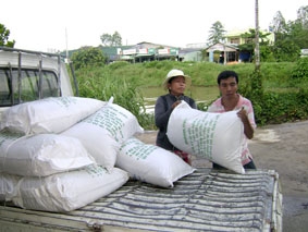 Thị trường lúa giống khởi động sớm