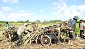 Lũ lên, mía xuống giá