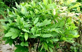 Điều trị dị ứng theo y học cổ truyền
