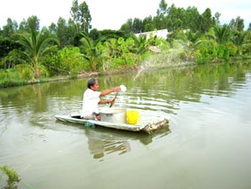 Nâng cao chất lượng cá tra giống