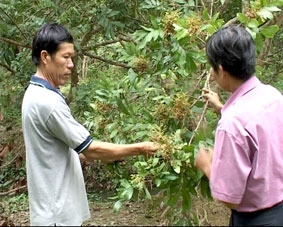 Để phục hồi vườn nhãn bị bệnh chổi rồng