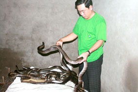 Nuôi rắn hổ hèo thoát nghèo