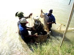 Tôm càng xanh "bén" duyên vùng đất ngập mặn