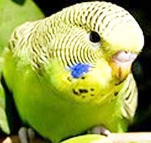 Loài chim biết cảm giác tốc độ để tránh va chạm