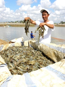 Cầu Ngang <br><i>Thêm mùa tôm bội thu</i>