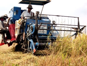 "Bát cơm" quốc gia và chiến lược cho ngành lúa gạo