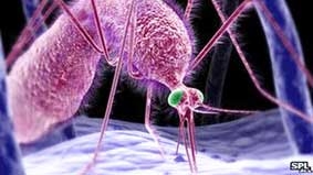 Phát hiện con đường lây nhiễm của bệnh sốt rét