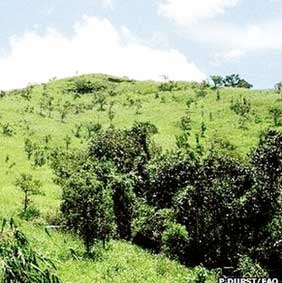 Địa phương đóng vai trò quan trọng trong việc tái tạo rừng