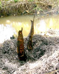 Thơm lừng cá lóc nướng trui