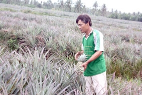 Người trồng khóm lao đao