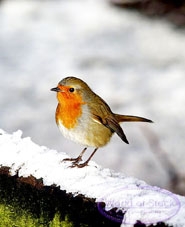 Chim chóc lớn hơn 
vì biến đổi khí hậu?