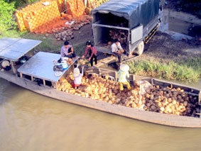 Sức hút từ cây dừa