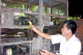 Nuôi động vật hoang dã thu nhập cao