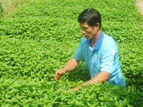 Cần nhiều giải pháp đồng bộ, căn cơ