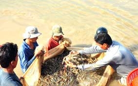 Chủ động mùa tôm 2012