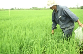 Triển vọng vụ lúa đông xuân 2011-2012