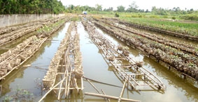 Lao đao mùa hoa kiểng Tết