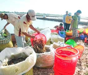 Tôm thẻ chân trắng có nhiều triển vọng