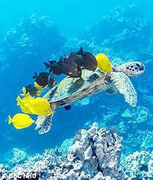 Úc thiết lập khu bảo tồn hải dương lớn nhất thế giới