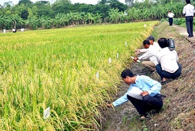 Khoa học và công nghệ phục vụ đắc lực phát triển kinh tế-xã hội vùng ĐBSCL