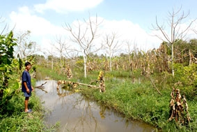 Nỗ lực cứu vườn cây ăn trái sau lũ