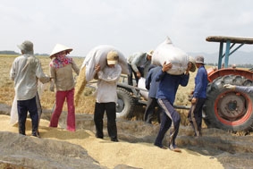 Giá trị hạt gạo Việt Nam từ bài toán lúa giống