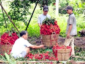 Nhà vườn liên kết sản xuất kết nối thị trường