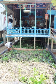 Nuôi lươn hết nghèo!