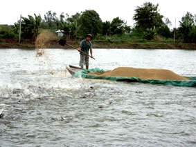 Cơ hội mới cho nghề nuôi cá tra...