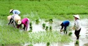 Quyết tâm thực hiện thắng lợi vụ lúa đông xuân